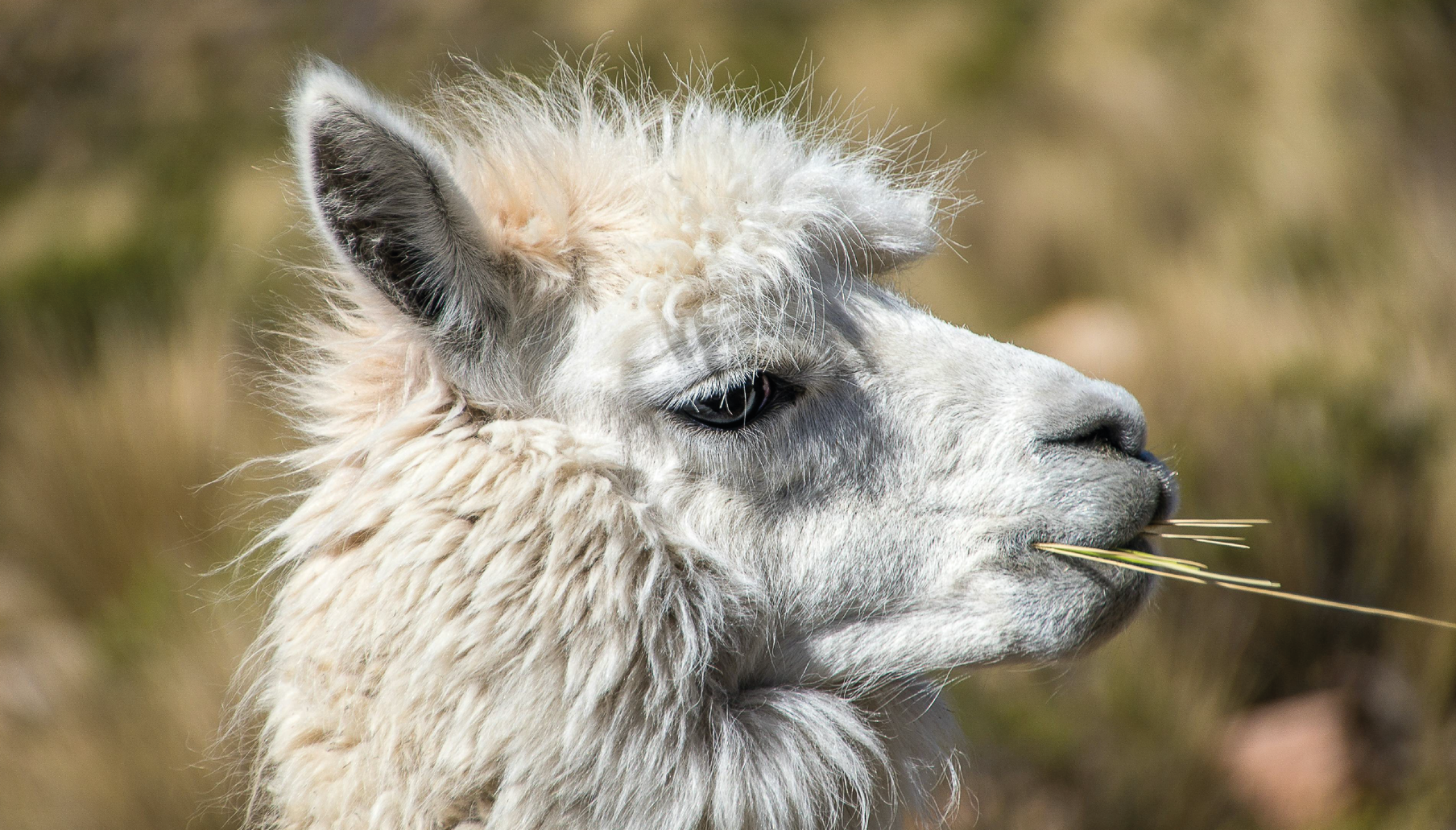 llama trek